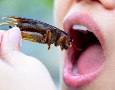 Eating insects FEATURED